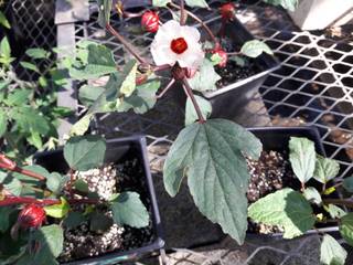 Hibiscus sabdariffa en godets : feuilles, fleurs et fruits